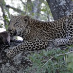 leopard_eating_waterbuck_kruger_park
