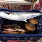spanish_mackerel_corn_islands