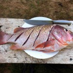 red_snapper_little_corn