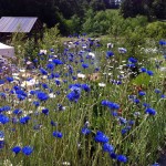 merridale_cidery_bc