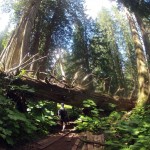 Ancient Forest, Prince George