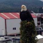 bald_eagle_prince_rupert