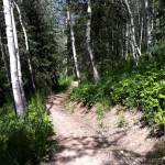 burns_lake_trails_singletrack