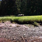grizzly_bear_khutzeymateen Inlet