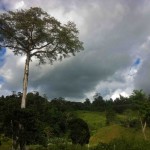 giant_tree_costa_rica