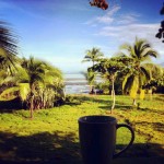 jungle_office