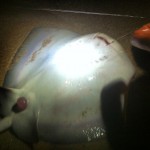 stingray_fishing_caribbean