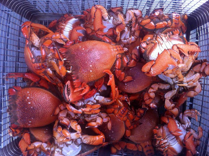 crab_bucket_sunshine_coast