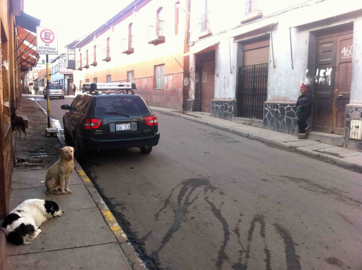dogs_being_dogs_potosi_bolivia