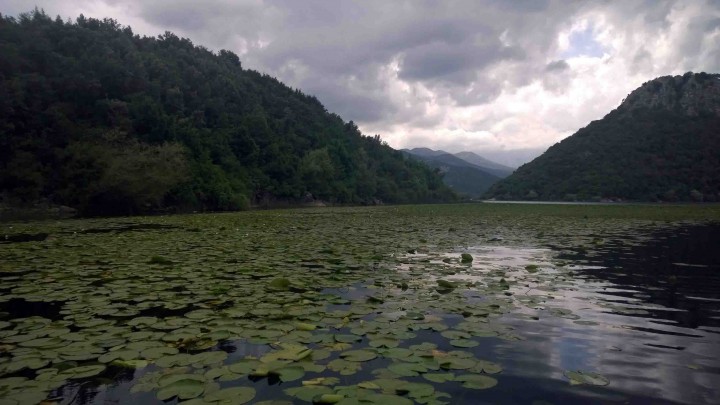 skadar_lake_montenegro_lily_pads