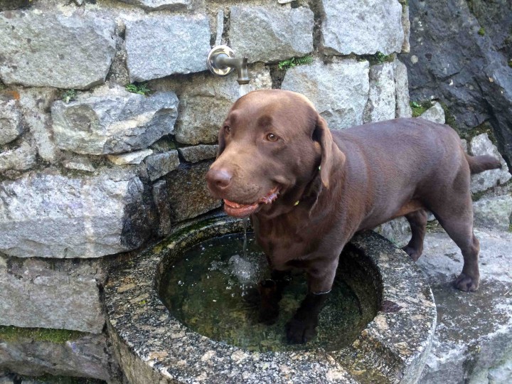 dog_loving_life_sagra_dei_crotti_chiavenna_italy