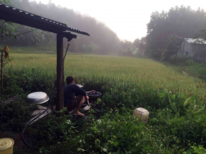 rice_fields_bho_hoong_vietnam