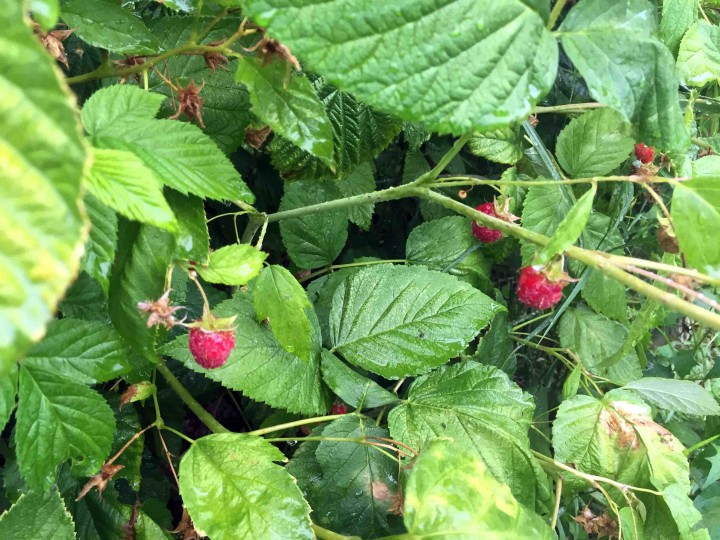fresh_raspberries_serbia