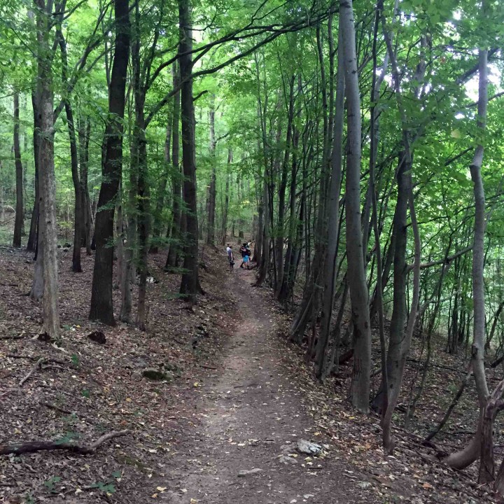 treelined_hiking_trail