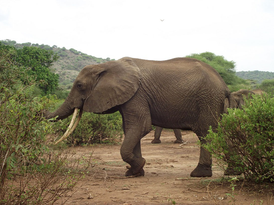 Camping Safari in Lake Manyara, Tanzania