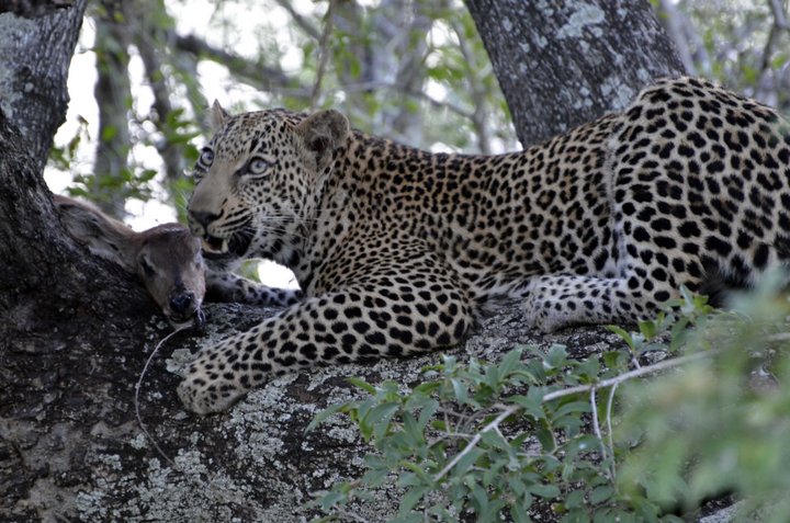 Leopard Ripping Waterbuck’s Face Off in Kruger Park, S.A