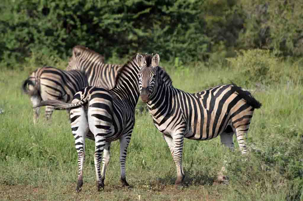 Safari at Singita Lebombo in Kruger National Park