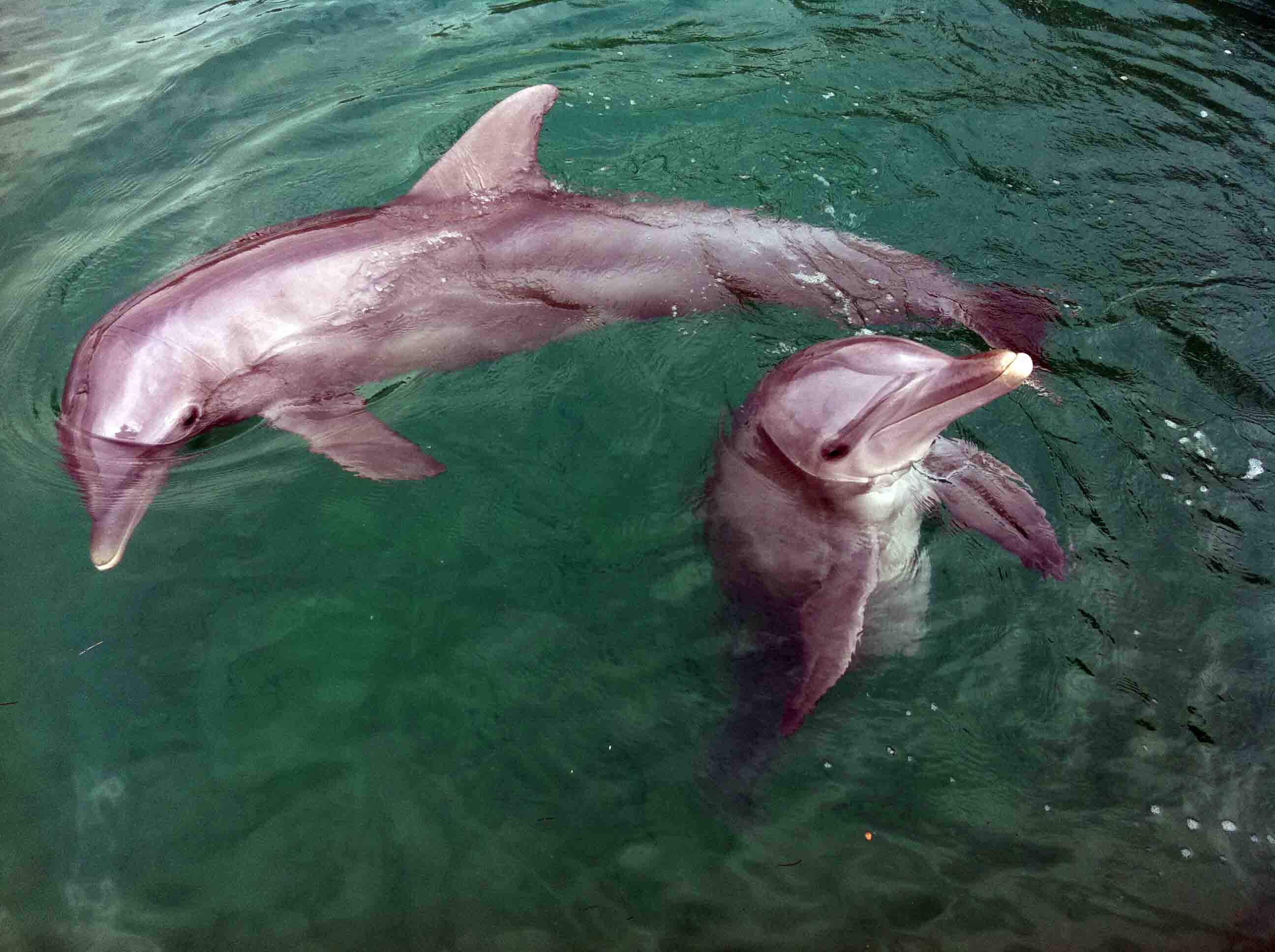 Swimming With Dolphins at UNEXSO, Grand Bahama