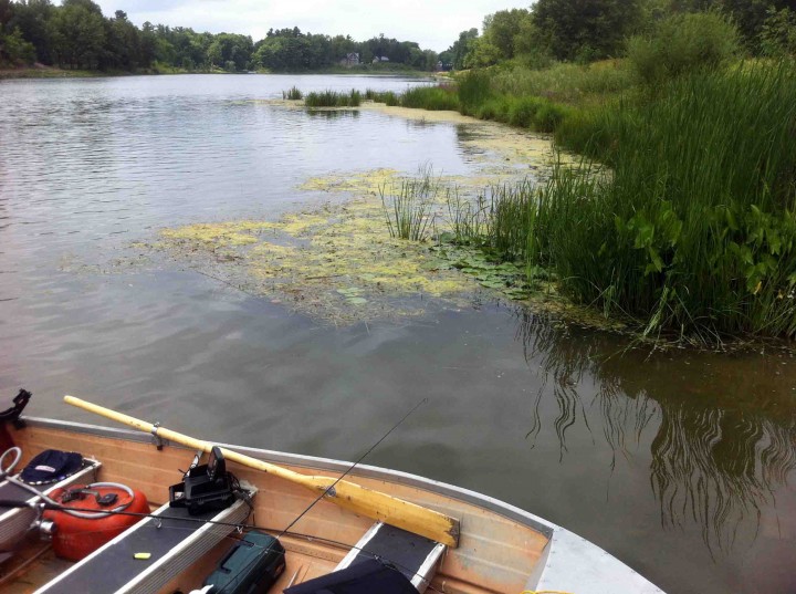 A Slice of Summer Life in Ottawa, Canada