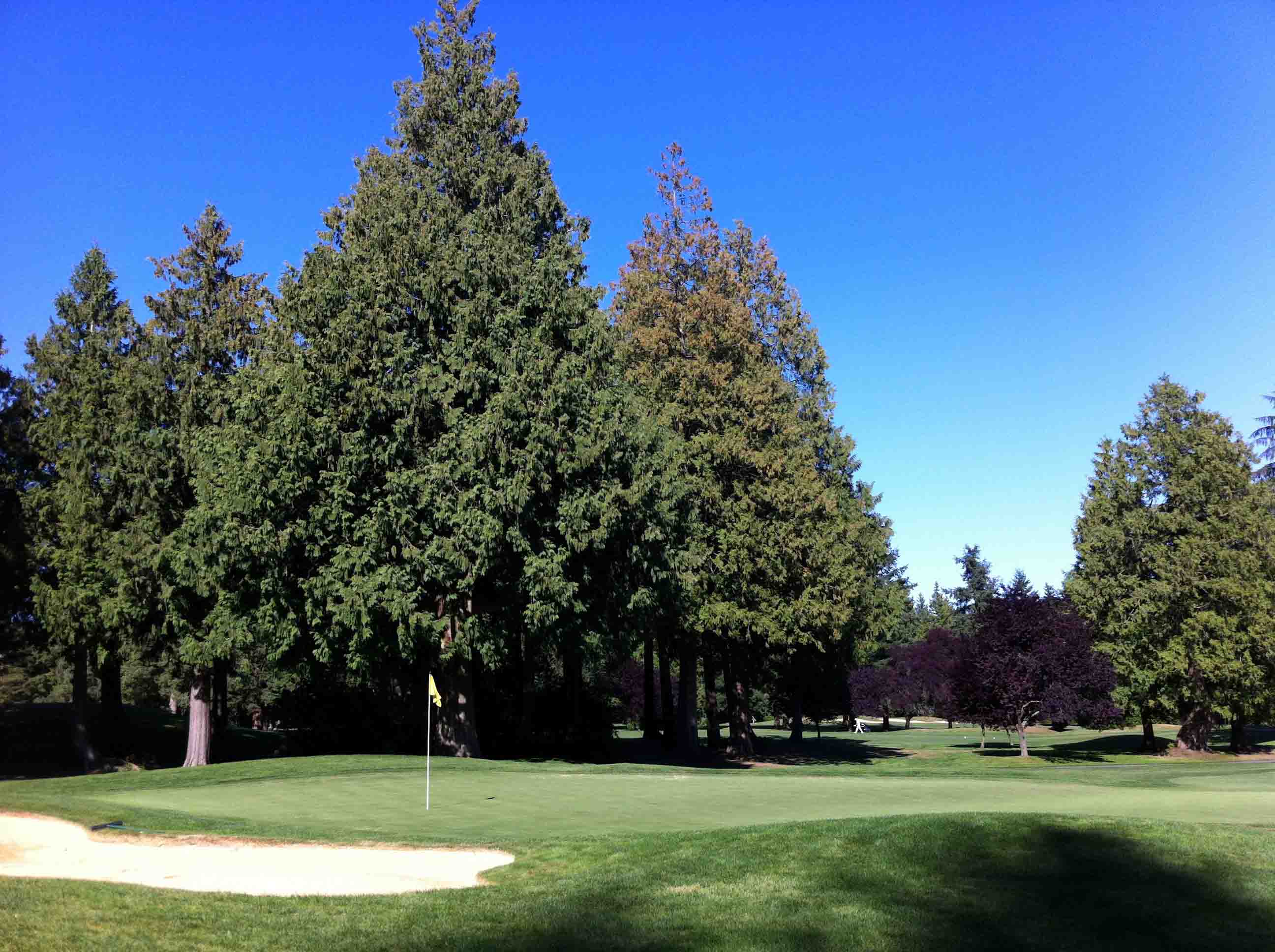 Less than Great Game at Shaughnessy Golf Club