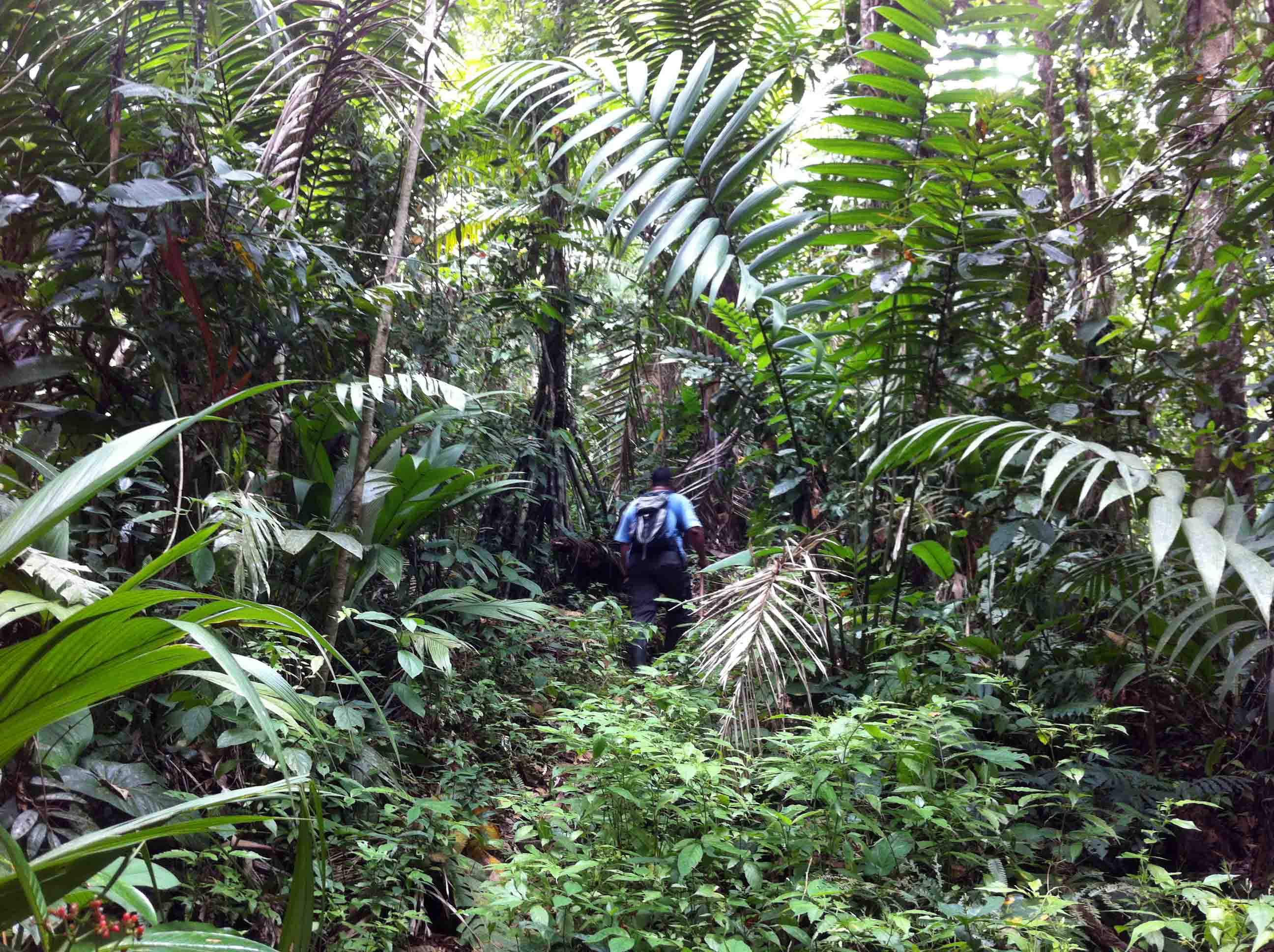 Tropical Rainforest Hike at Selva Bananito, Costa Rica