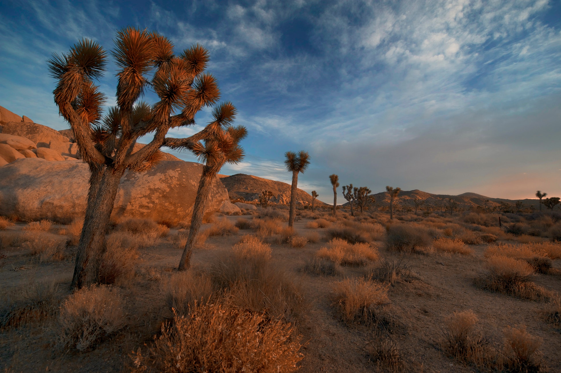 What to do in Joshua Tree? Enjoy the outdoors!