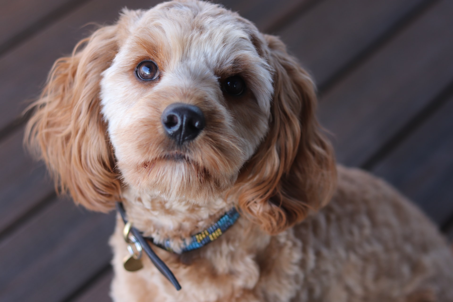 Cavapoo Dogs – Pros and Cons from Puppies to Adults