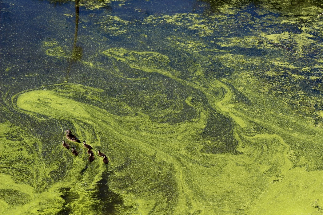 Is Algae Dangerous for Lakes