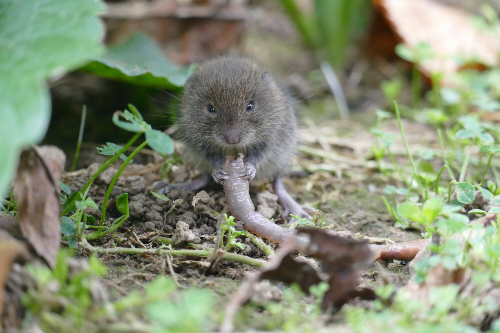 Gopher vs Vole: How to Spot the Difference