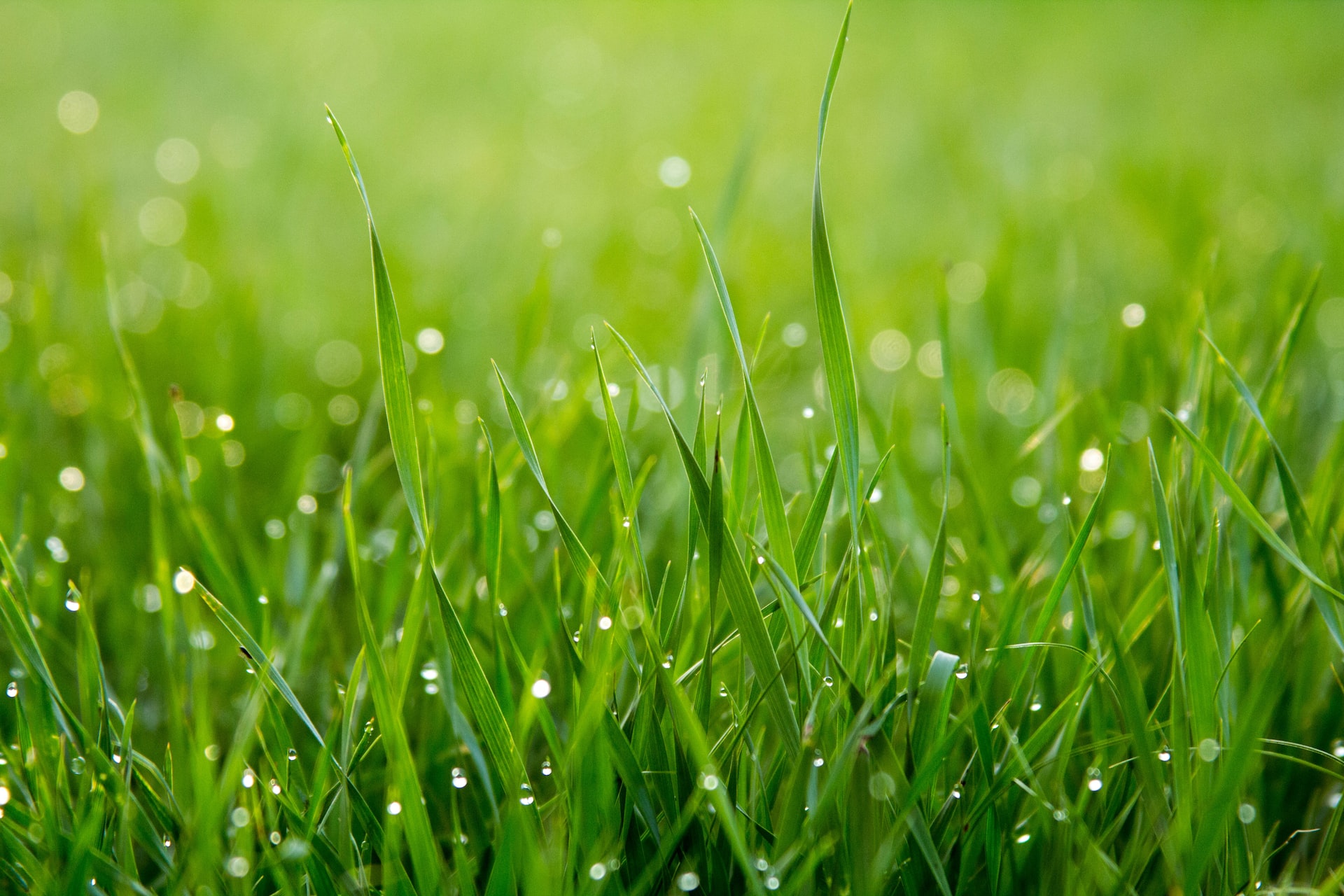 5 Tips For Removing Stains And Marks From Artificial Grass