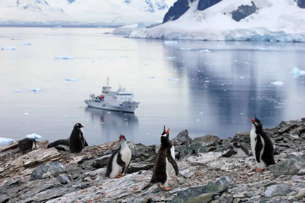 The Health and Wellness Benefits of a Southern Ocean Cruise