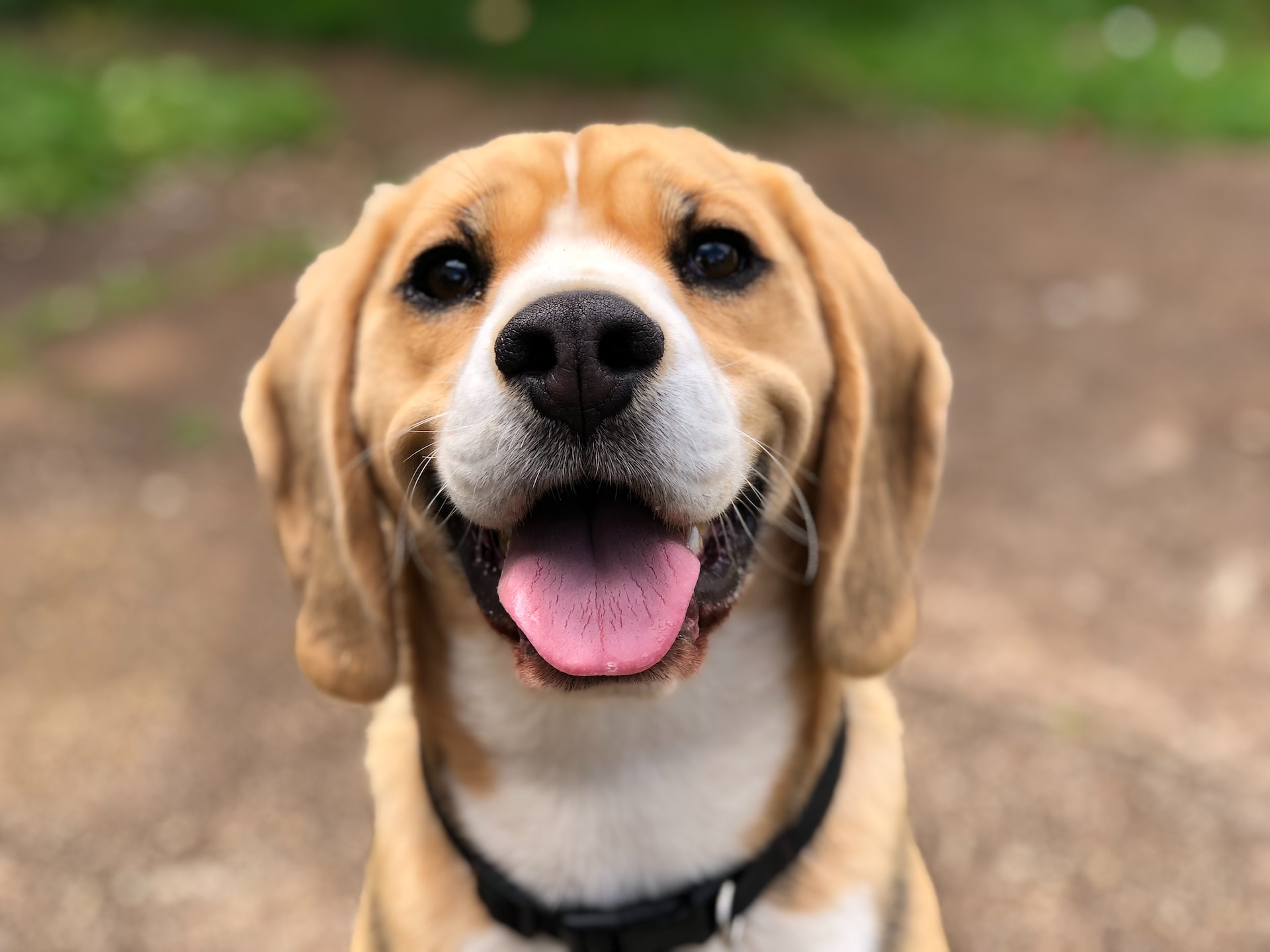 Mistakes to Avoid When Introducing a New Dog to Your Family