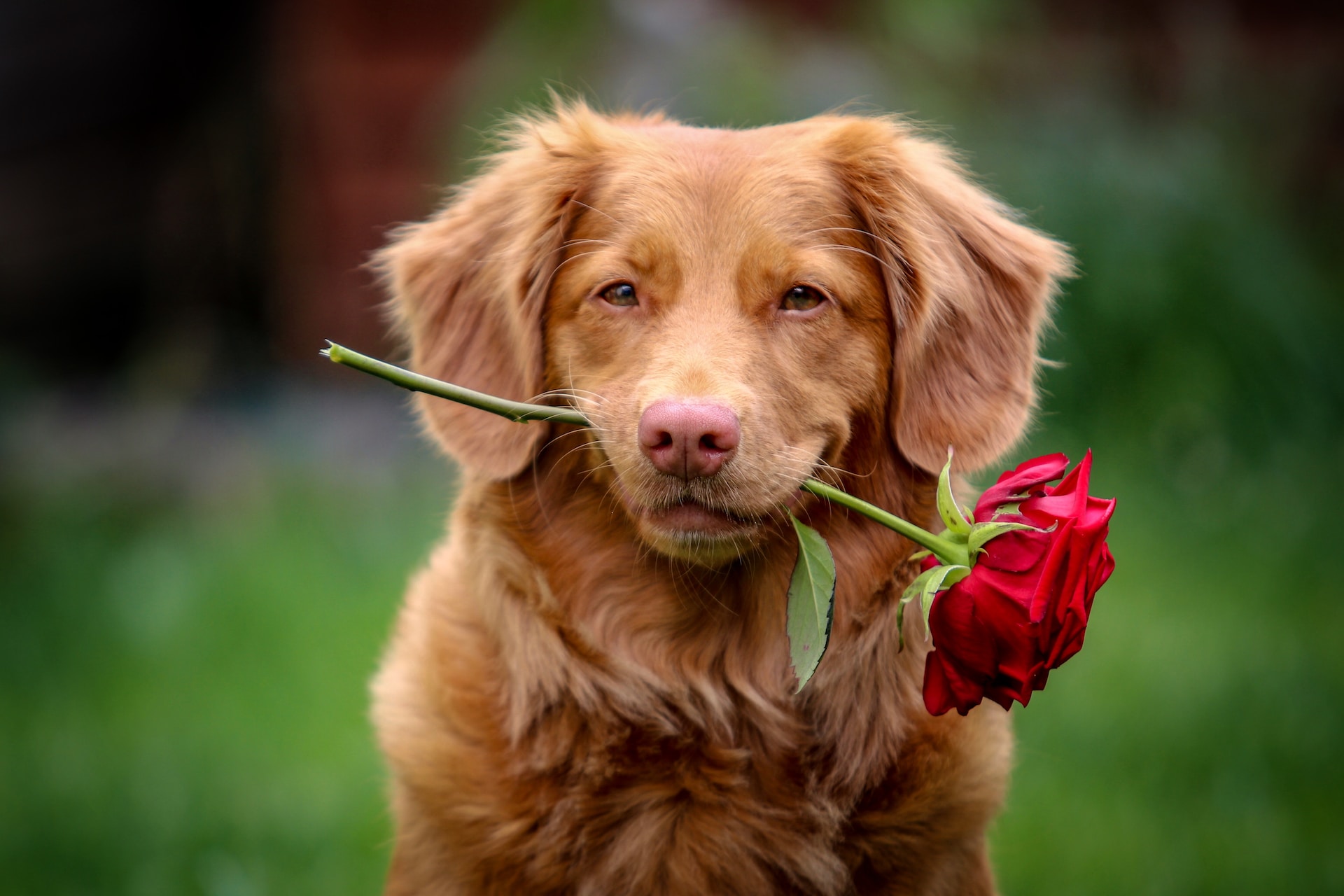 Taking Training to the Next Level: Innovative Products for Canine Success