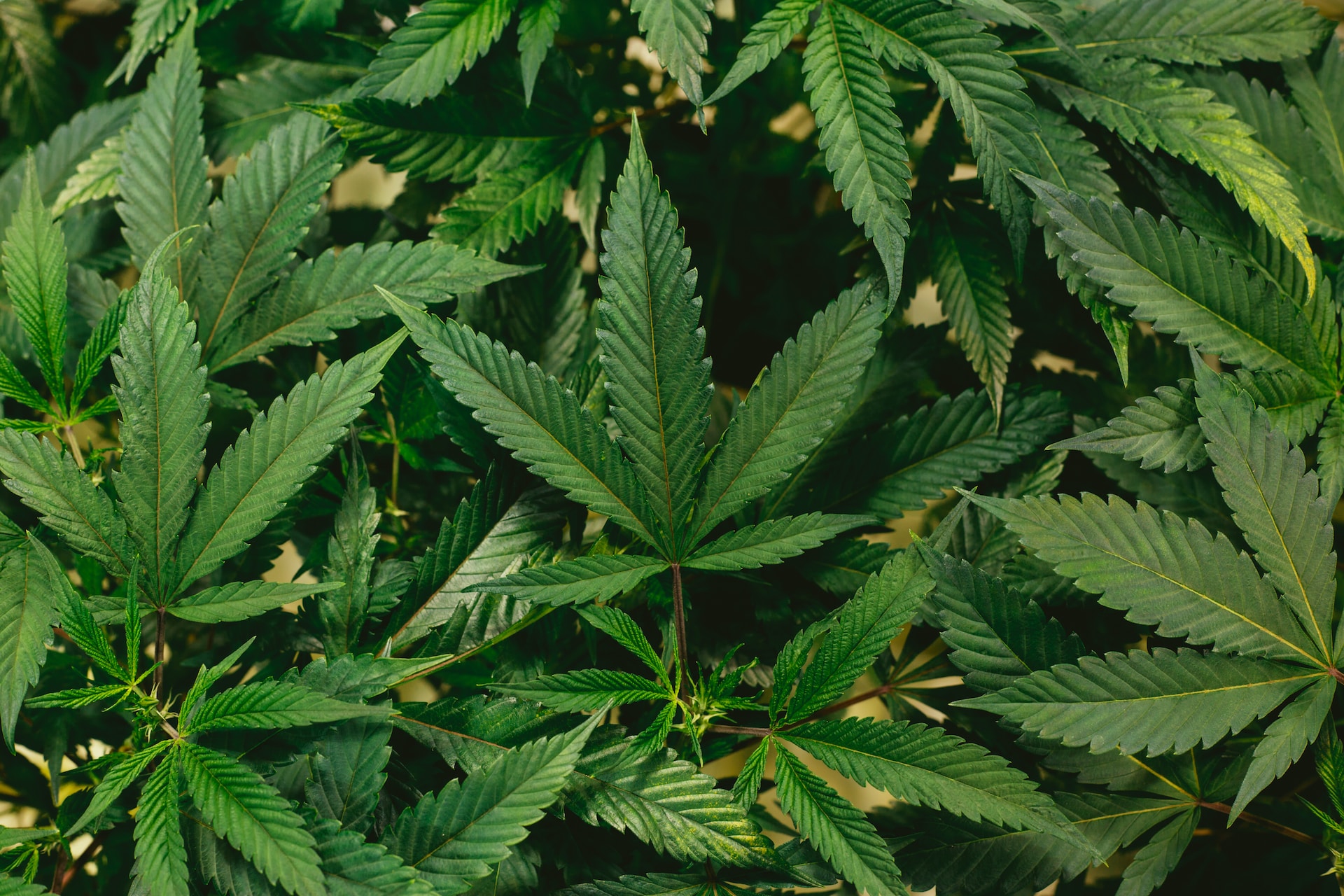 Your Comprehensive Guide to the Virginia MMJ Card
