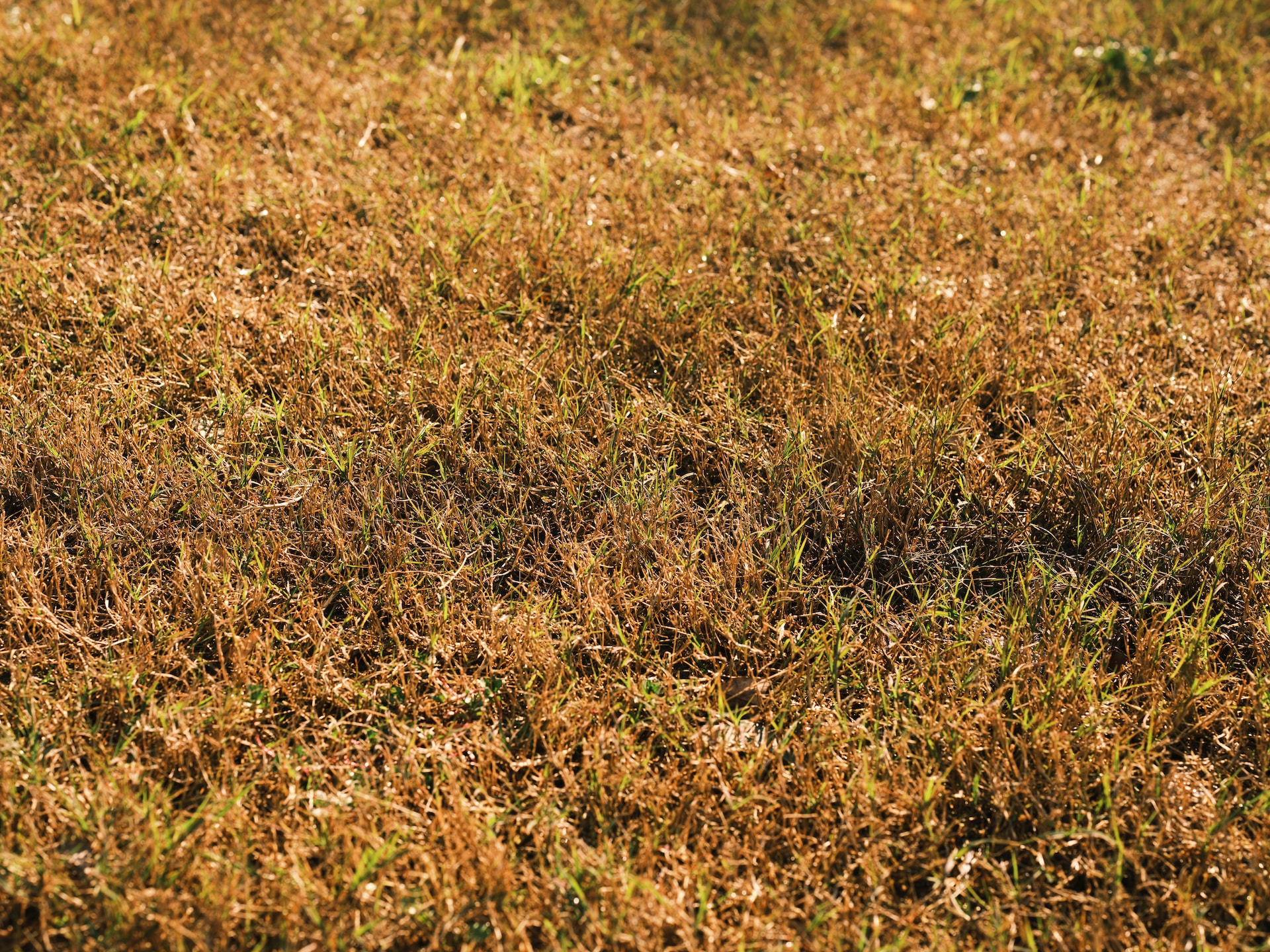 5 Qualities to Look For in an Efficient Weed Killer for Lawns