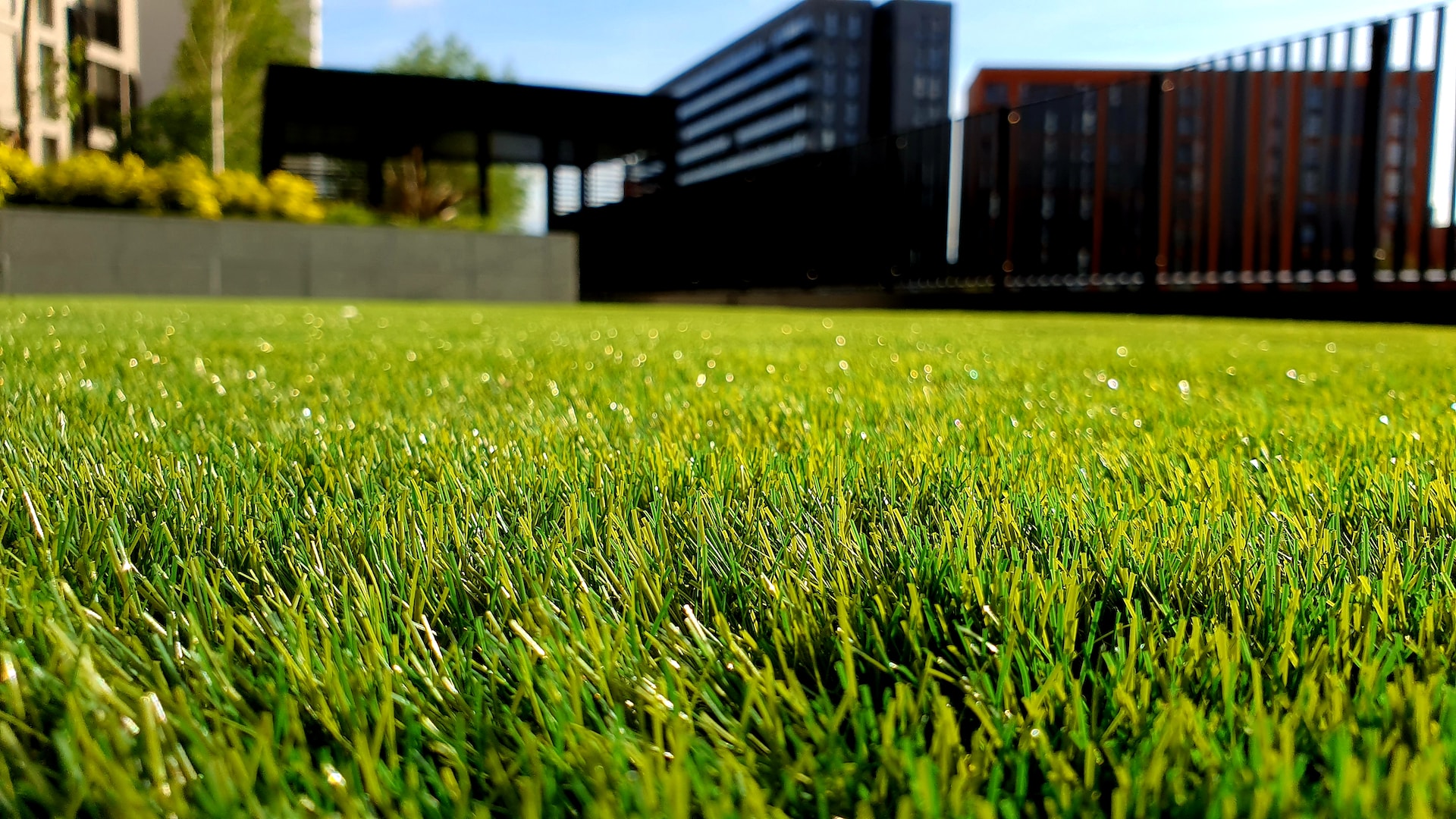 Transform Your Lawn into a Thick Turf: A Simple Guide to Overseeding Your Lawn