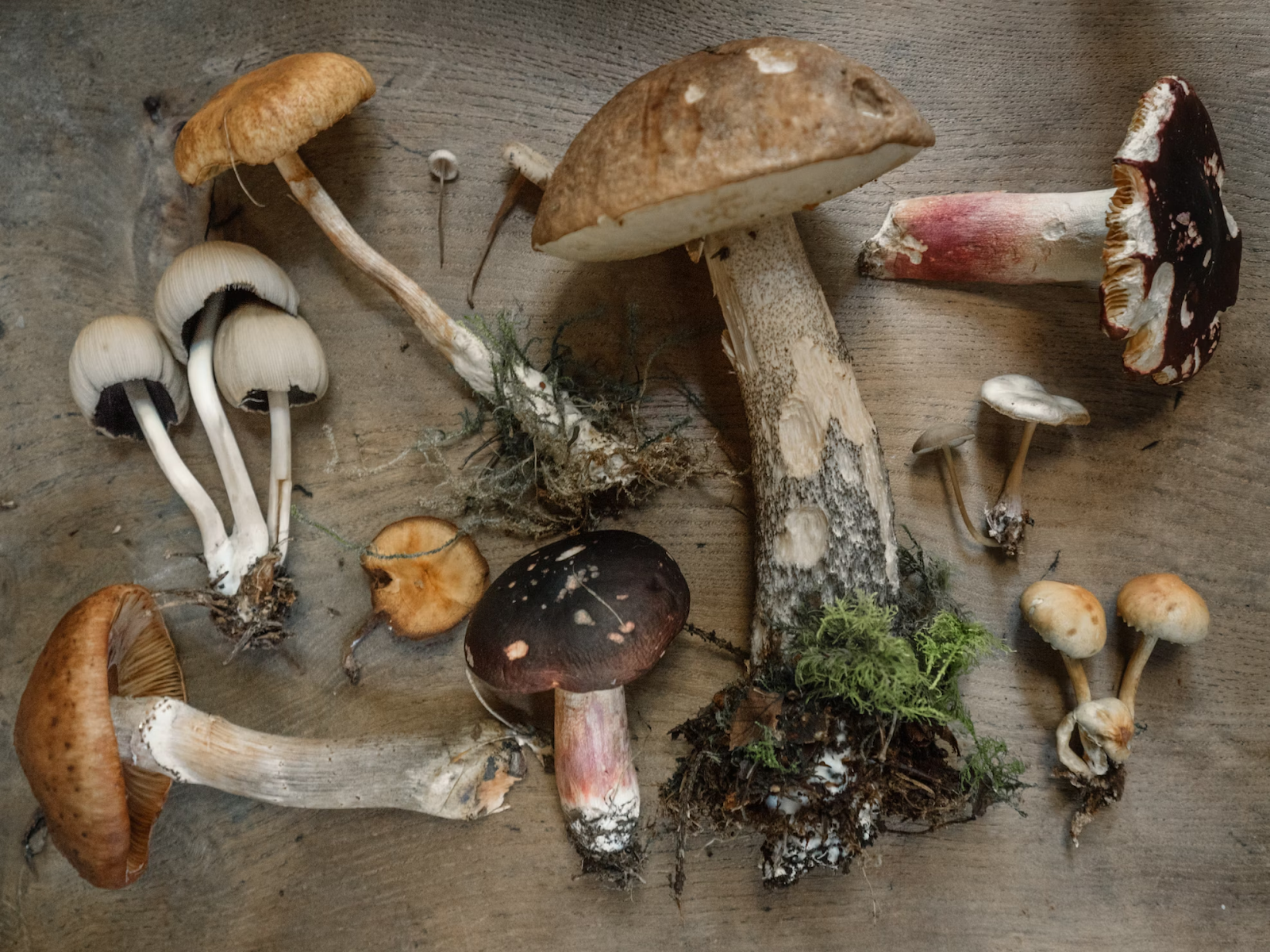 Can You Smoke Shrooms? Learn the Facts and Precautions To Consider