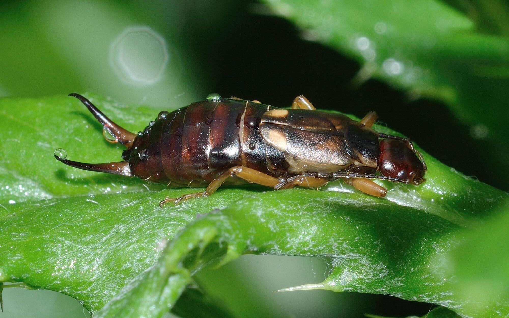 A Beginner’s Guide to Identifying and Controlling Earwig Larvae Infestations