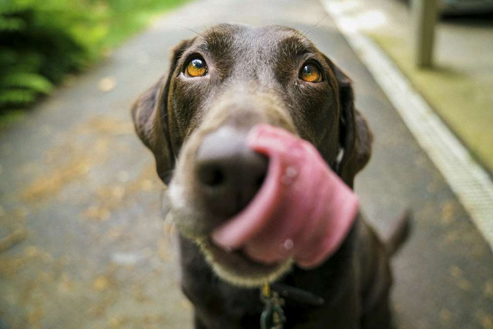 Canned pumpkin stop dogs best sale eating poop