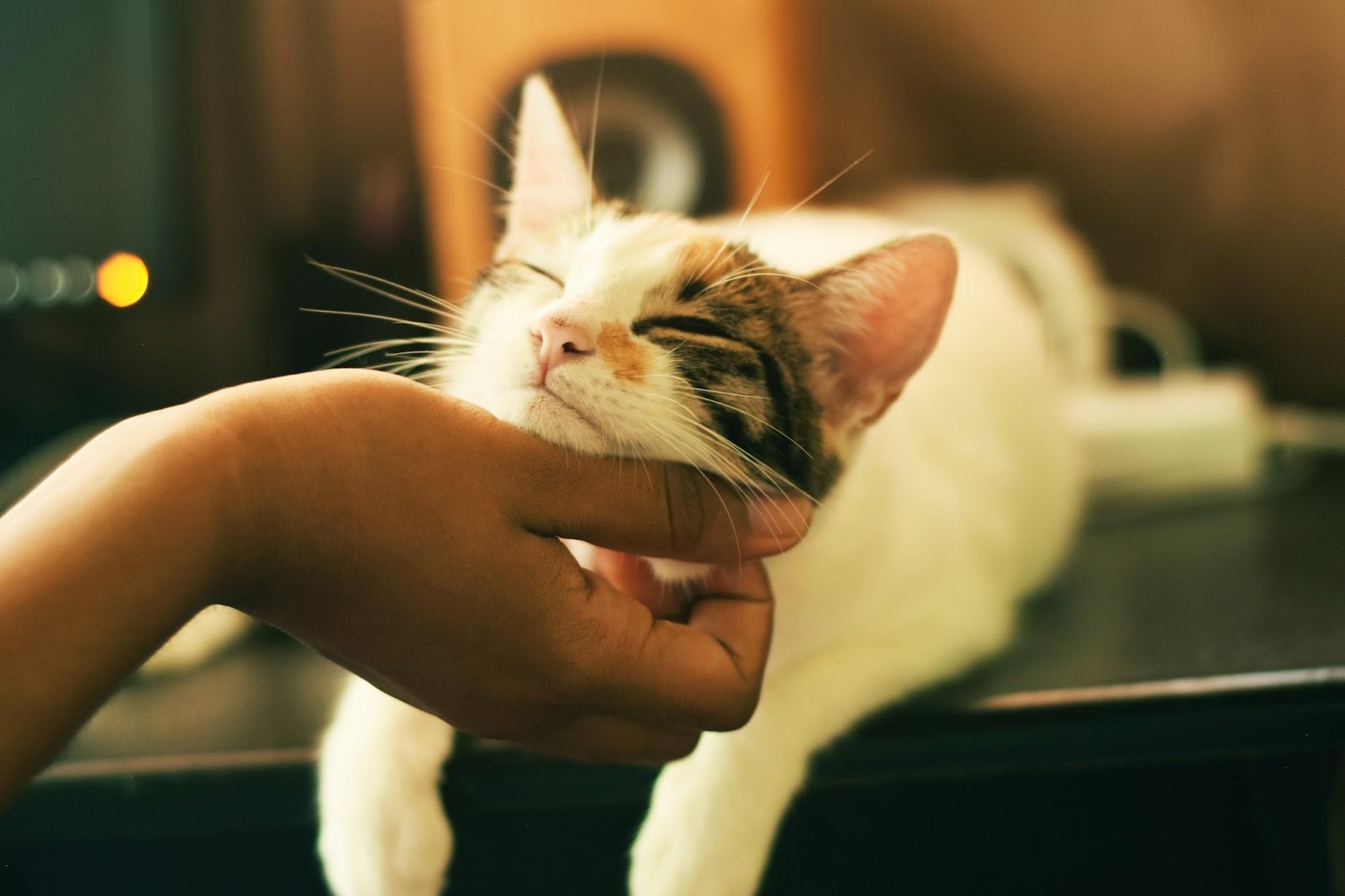 Useful Pieces Of Advice You Will Get Only From Experienced Vets