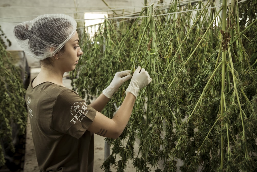 Green Thumb, Greener Future: A Beginner’s Guide to Sustainable Home Cannabis Cultivation