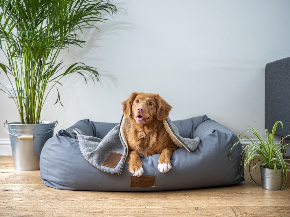 7 Stylish and Functional Dog Bed Options for Your Furry Friend