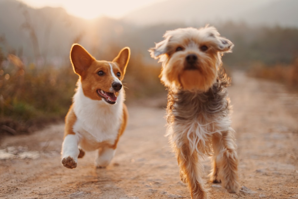 How Our Furry Companions Enrich Our Lives