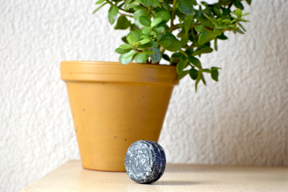 Does Seek Bamboo Live Up to the Hype? A Zero-Waste Enthusiast’s Review