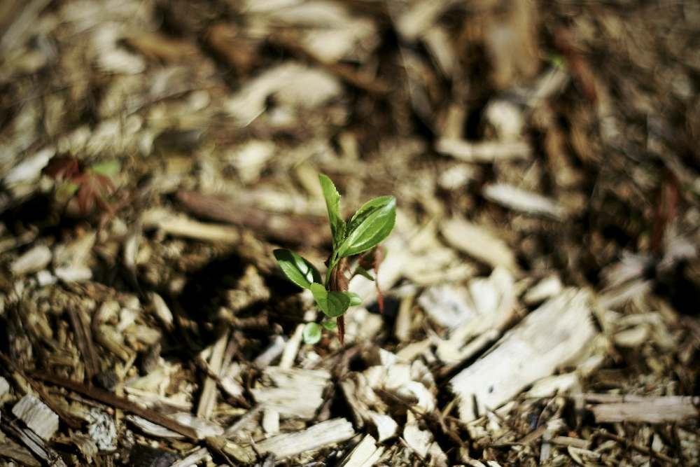 Eco-Smart Land Clearing: Expert Forestry Mulching Services for a Greener Tomorrow