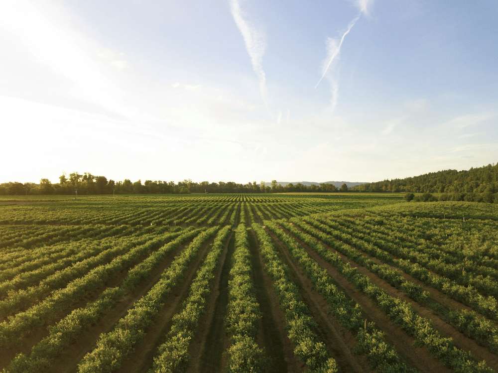 Sustainable Agriculture: Practices for a Greener Future