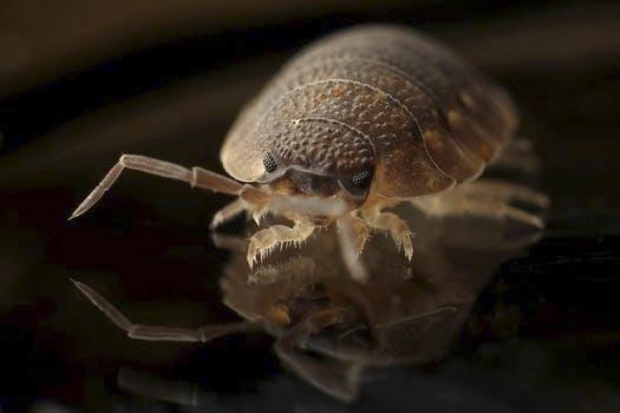 The Most Common Pests and How Pest Control Specialists Tackle Them