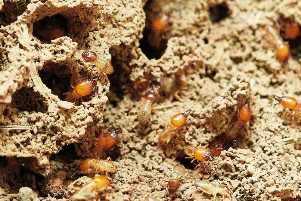 How to Choose the Right Affordable Termite and Pest Control Service for Your Property