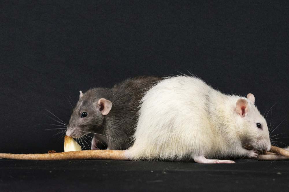 Fort Lauderdale’s Fight Against Rodents: Prevention and Extermination Tips
