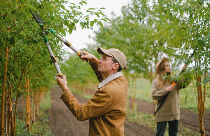 Hiring a Professional Tree Service for Your Property